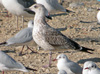 juvenile LBBG, ringed in the Netherlands.